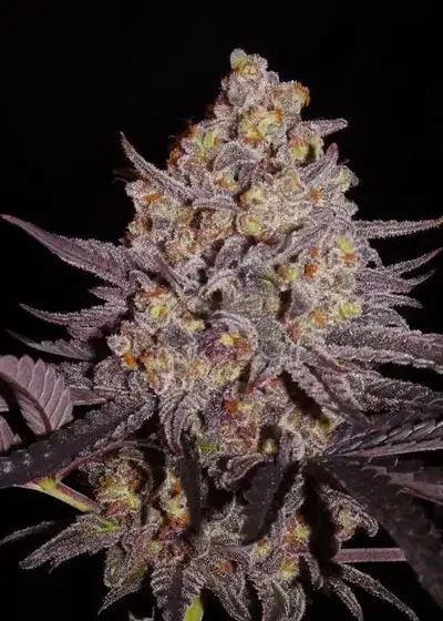 Aladdin Kush by Khalifa Genetics, Photoperiod cannabis strain