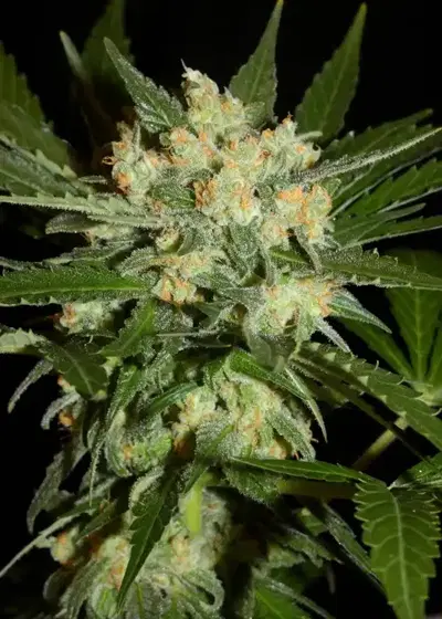 Aladdin’s Skunk by Khalifa Genetics, Photoperiod cannabis strain