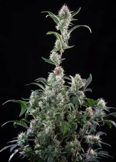 Alaskan Bananaberry Auto by Seedsman, Autoflower cannabis strain