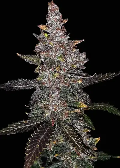 Alaskan Devil Automatic by Club Riot Seeds, Autoflower cannabis strain