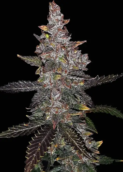 Alaskan Devil Automatic by Club Riot Seeds, Autoflower cannabis strain