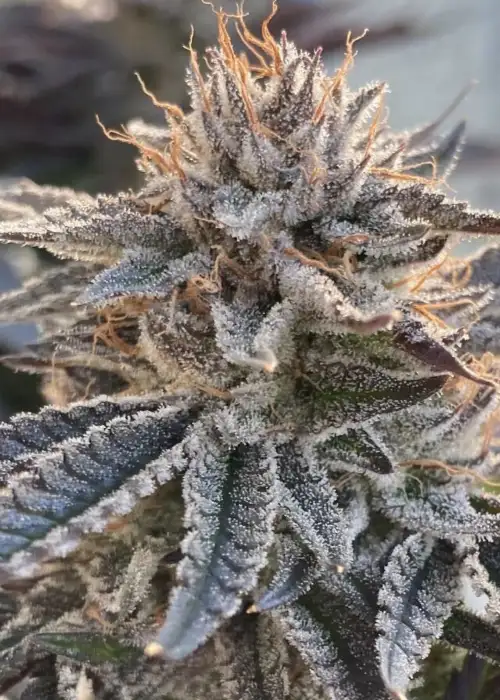 Alaskan Do-Si-Dos by Seedsman, Photoperiod cannabis strain