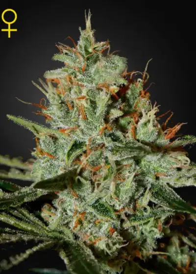 Alaskan Ice by Green House Seed Co., Photoperiod cannabis strain