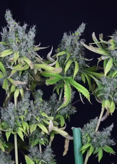 Alaskan Purple by Seedsman, Photoperiod cannabis strain