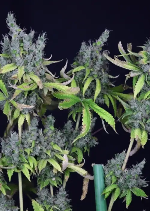 Alaskan Purple by Seedsman, Photoperiod cannabis strain