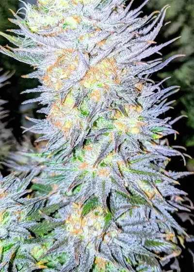 Alaskan Thunder Fuck Auto by NukeHeads, Autoflower cannabis strain
