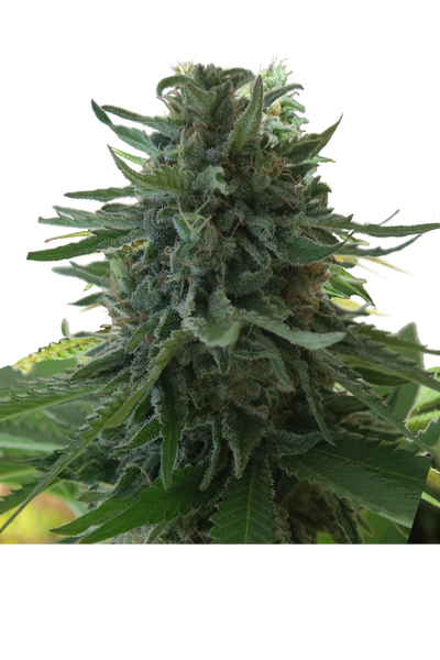 Alaska's Flavor by Apex Seeds, Photoperiod cannabis strain