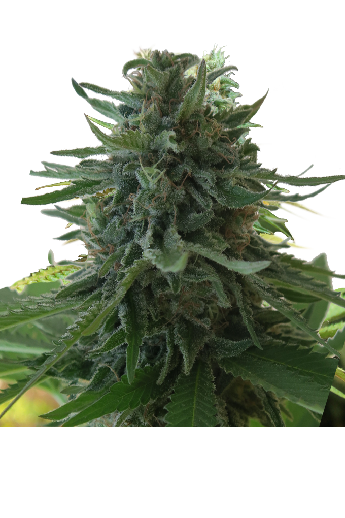 Alaska's Flavor by Apex Seeds, Photoperiod cannabis strain