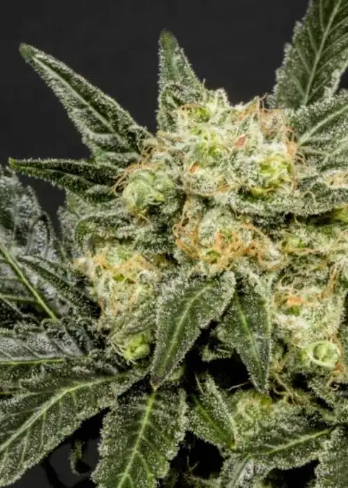 Albert SuperTramp FEM by Cannaventure Seeds, Photoperiod cannabis strain