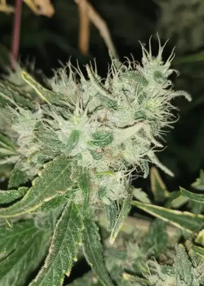 Alice Nicole by Aztech, Photoperiod cannabis strain
