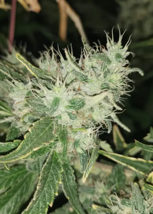 Alice Nicole by Aztech, Photoperiod cannabis strain