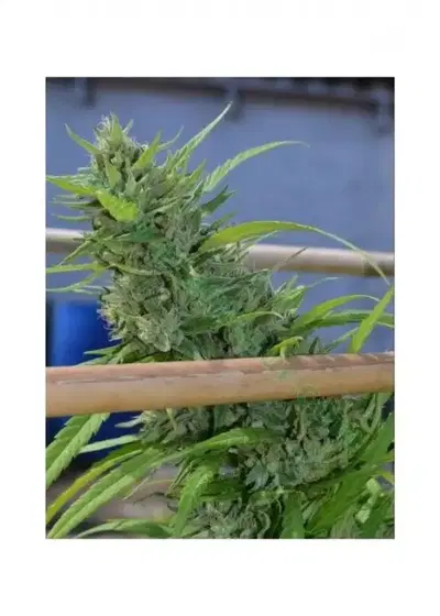 Alice by Original Delicatessen, Photoperiod cannabis strain
