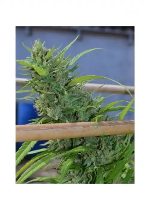 Alice by Original Delicatessen, Photoperiod cannabis strain