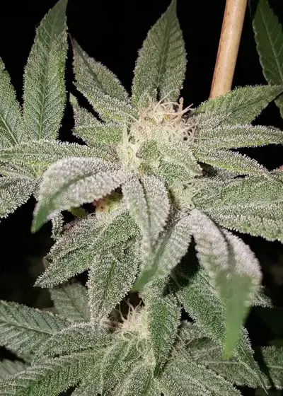 Alien Aphrodisiac by Future Genetix, Photoperiod cannabis strain