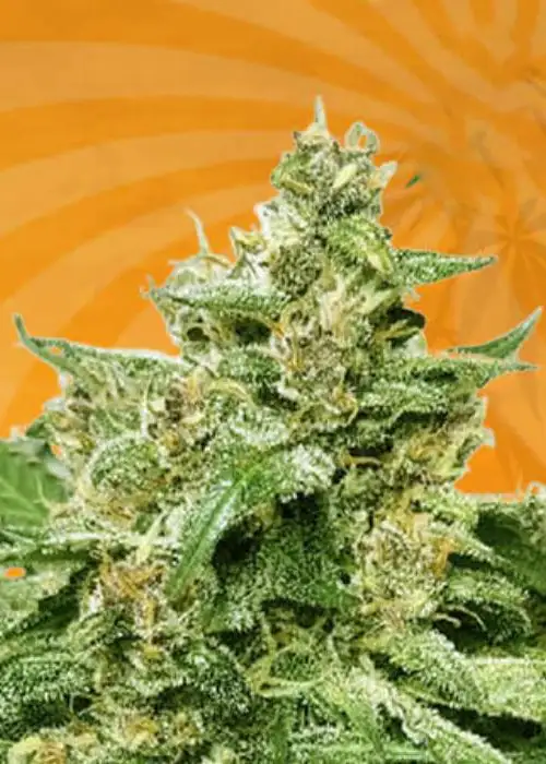 Alien Candy Autoflower by Beaver Seeds, Autoflower cannabis strain