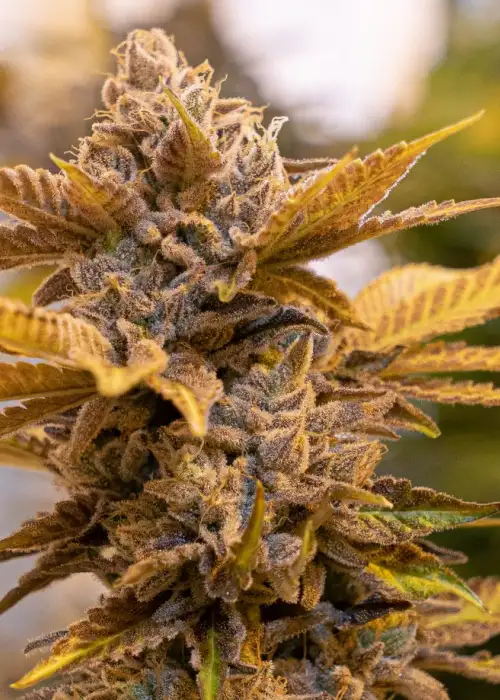 Alien Candy Kush Fast by High Speed Buds, Photoperiod cannabis strain