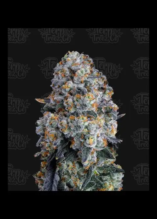 Alien DounutZ by Terp Treez Co., Photoperiod cannabis strain