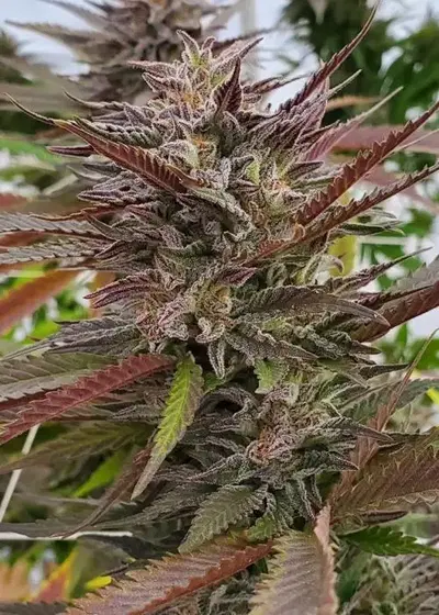 Alien Fruit Juice by Umami Seed Co, Photoperiod cannabis strain