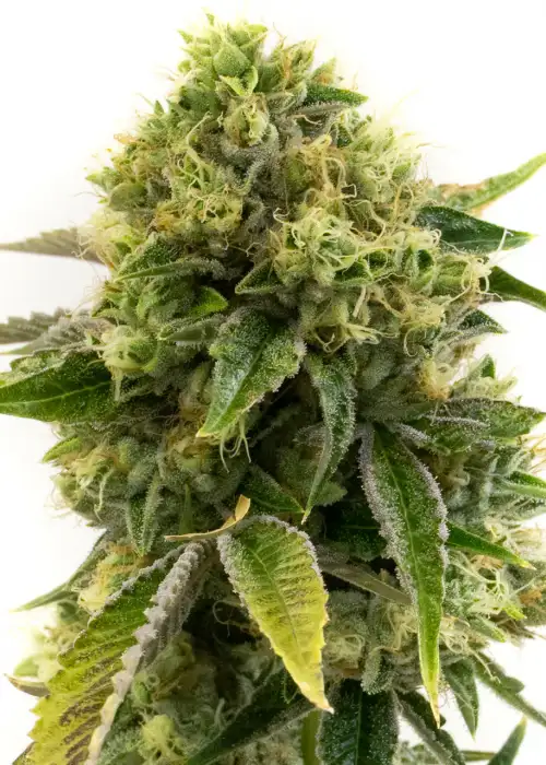 Alien Gorilla Glue by Coastal Mary Seeds, Photoperiod cannabis strain