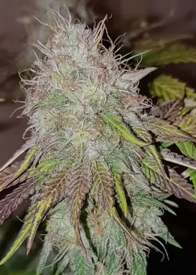 Alien Gorilla by Original Sensible Seeds, Photoperiod cannabis strain