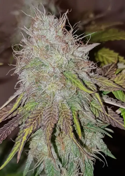 Alien Gorilla by Original Sensible Seeds, Photoperiod cannabis strain
