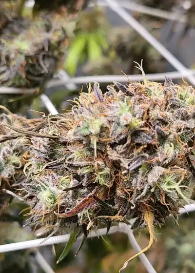 Alien Ice Rose by Future Genetix, Photoperiod cannabis strain