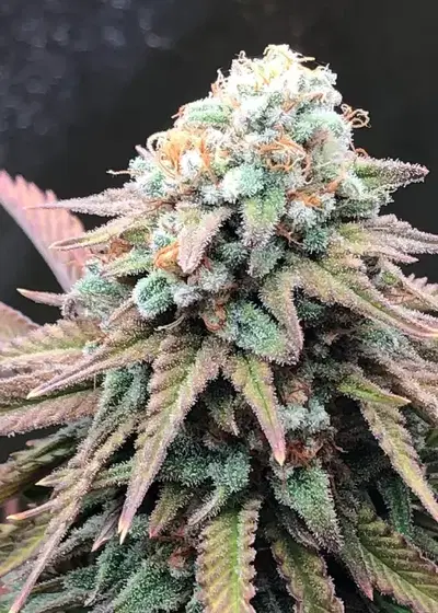 Alien Masster Kush by Critical Mass Collective, Photoperiod cannabis strain