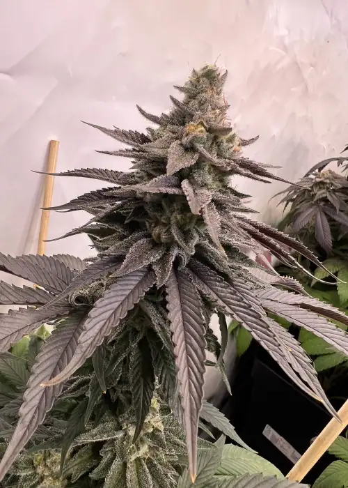Alien Mints x Permanent Marker by Doja Seeds, Photoperiod cannabis strain