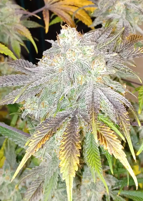 Alien Og Auto by Aeque Genetics, Autoflower cannabis strain