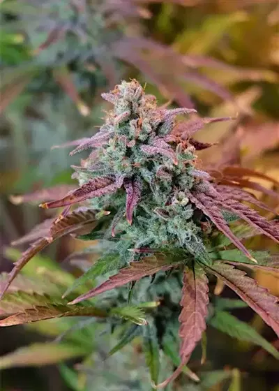 Alien Queen by Master Sensei Genetics, Autoflower cannabis strain
