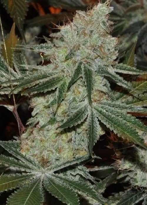 Alien Rift by Ocean Grown Seeds, Photoperiod cannabis strain