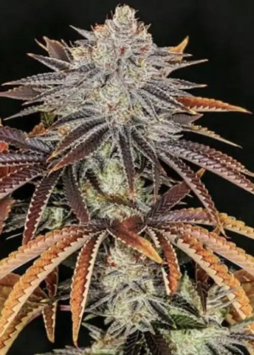 Alien Technology by Big Head Seeds, Photoperiod cannabis strain