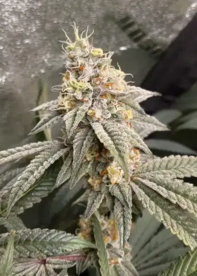 Alien Treatz by Robin Hood Seeds, Photoperiod cannabis strain