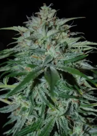 Alien vs. Triangle by Mephisto Genetics, Autoflower cannabis strain