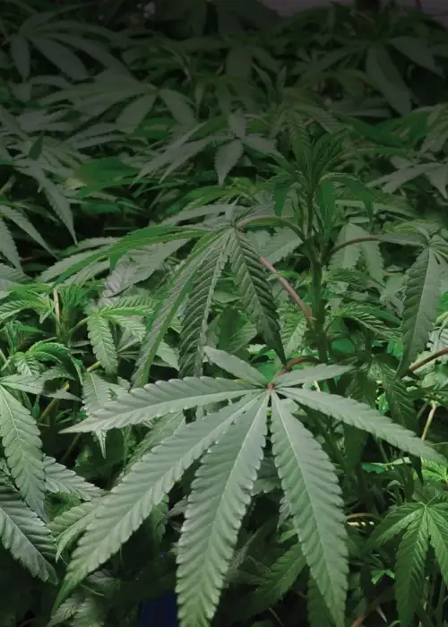 Allen Wrench by Growers Choice Seeds, Photoperiod cannabis strain