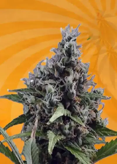 Aloha Autoflower by Sunwest Genetics, Autoflower cannabis strain