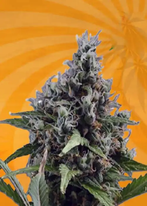 Aloha Autoflower by Sunwest Genetics, Autoflower cannabis strain
