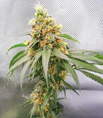 Alpha 21 by AlphaFem Seeds, Photoperiod cannabis strain