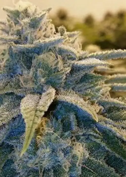Alpine OG by Moxie 710, Photoperiod cannabis strain