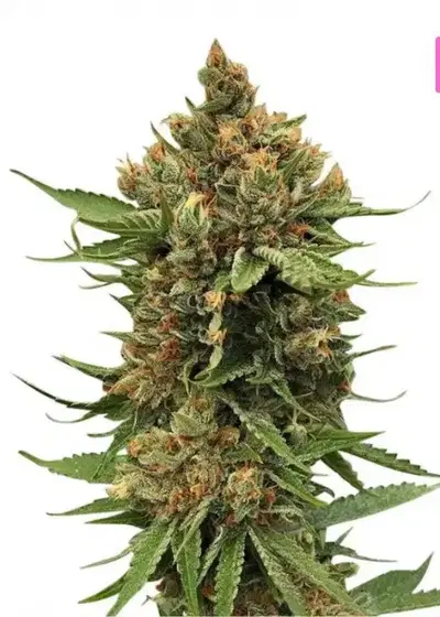 Alpine Star CBD by Hy-seeds, Photoperiod cannabis strain