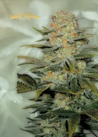 Amajikoym by Super Strains, Photoperiod cannabis strain