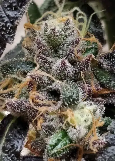 Amalfitana by Umami Seed Co, Photoperiod cannabis strain