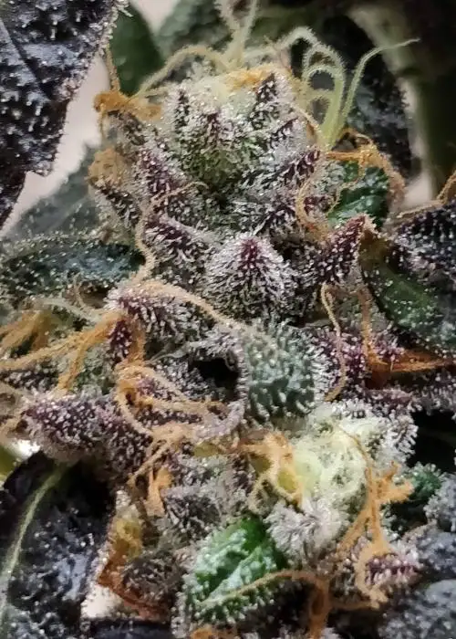 Amalfitana by Umami Seed Co, Photoperiod cannabis strain
