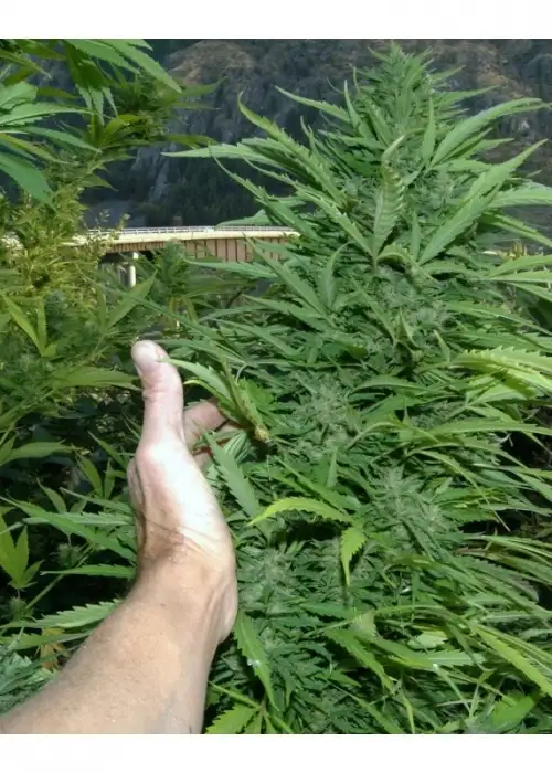 Amazing Cherry by Flash Seeds, Autoflower cannabis strain