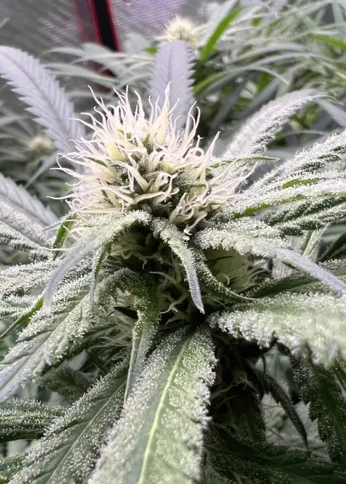 Ambassador Cartwright by Irie Genetics, Photoperiod cannabis strain