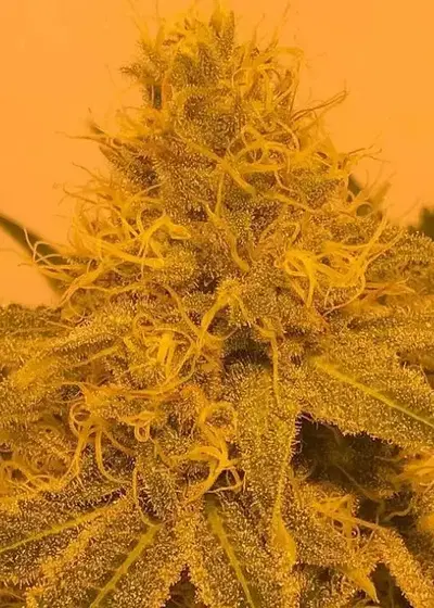 Amber Dragon by Dragons Flame Genetics, Photoperiod cannabis strain