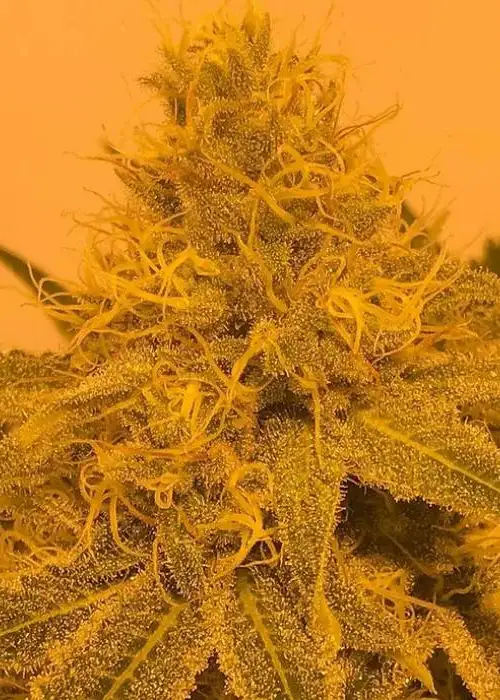 Amber Dragon by Dragons Flame Genetics, Photoperiod cannabis strain