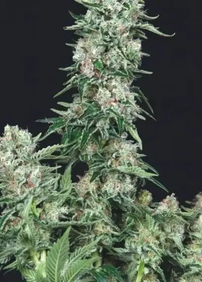 American Cookies by Trikoma Seeds, Photoperiod cannabis strain