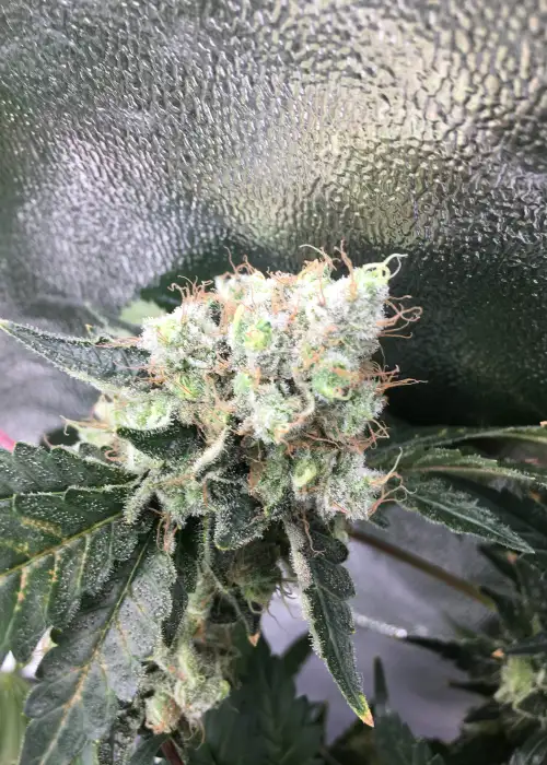 American Pie by Pyramid Seeds, Photoperiod cannabis strain