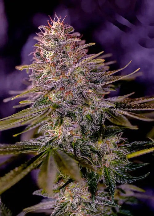 American Purple by Positronics Seeds, Photoperiod cannabis strain